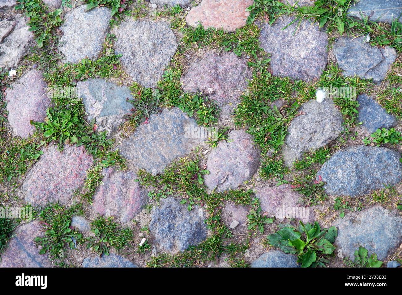 Stone pavement with green grass in the park. Selective focus Stock ...