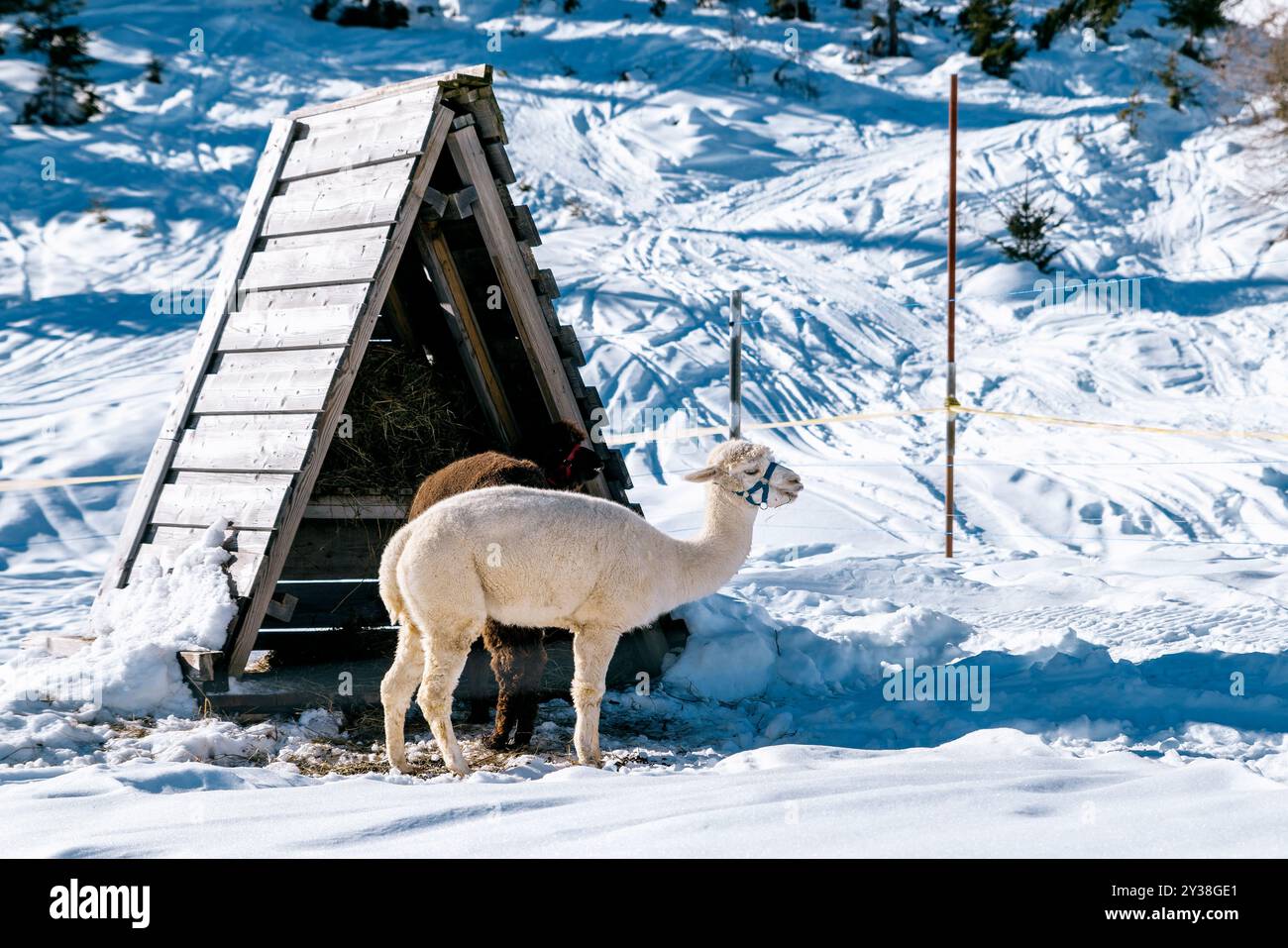 Peru snow llama hi-res stock photography and images - Alamy
