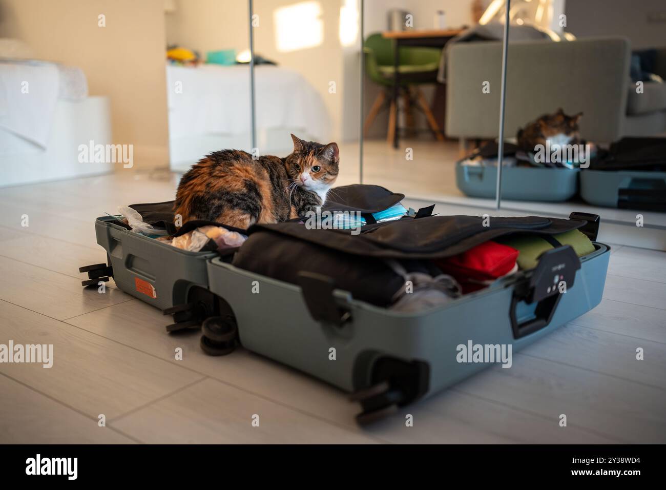 Traveling With Anxious Cats To New Homes Reference: Interested Tabby Cat Sitting In Owner Open Packed Suitcase Luggage