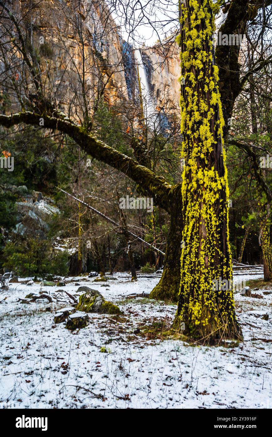 Moss-covered tree in a snowy forest with distant waterfall Stock Photo