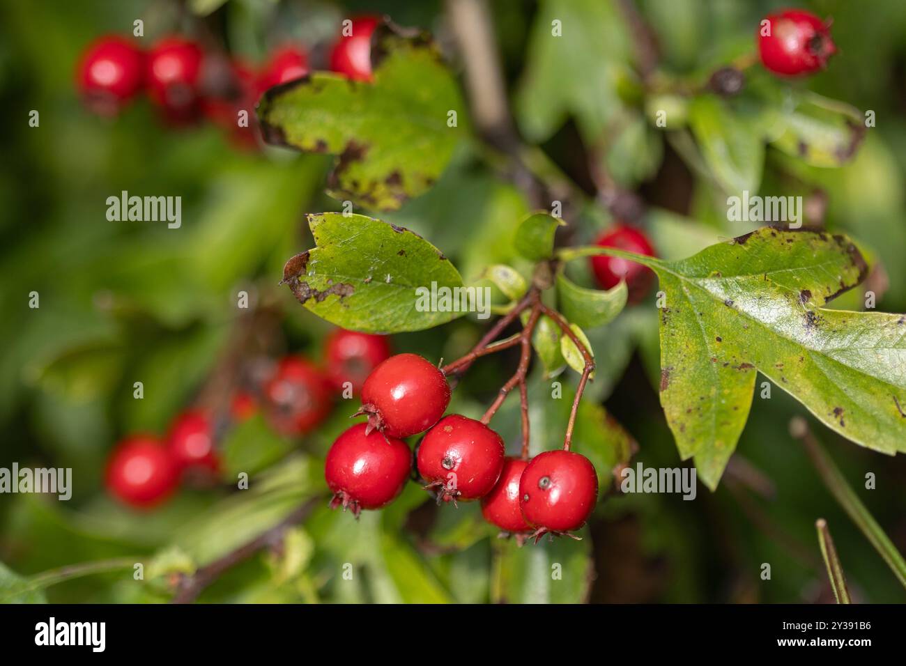 Red Berries from Hawthorn tree in the Autumn Stock Photo - Alamy