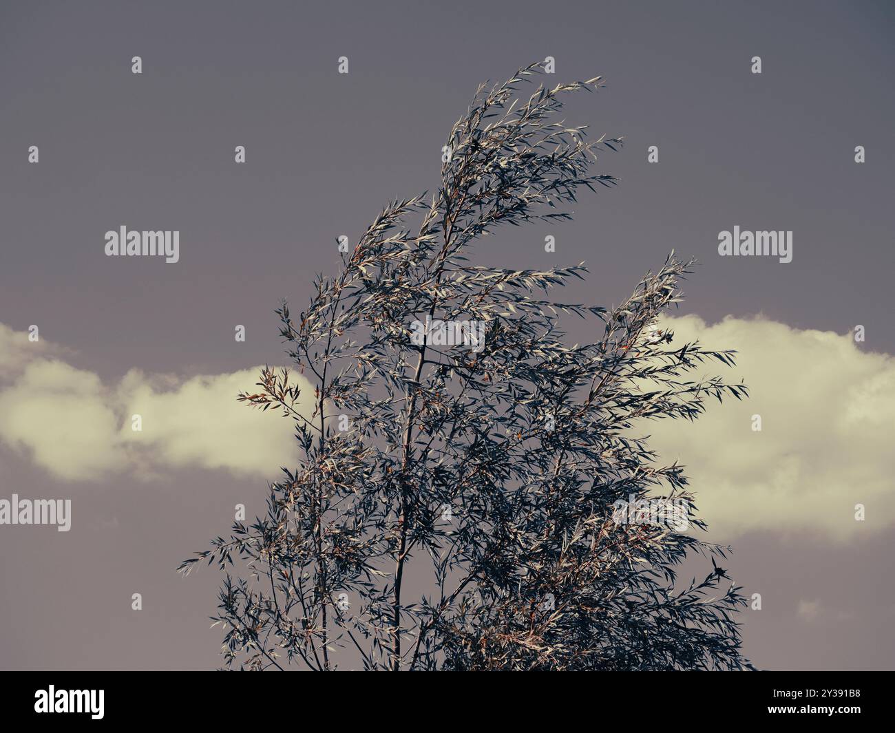 Tree blowing in wind uk hi-res stock photography and images - Alamy