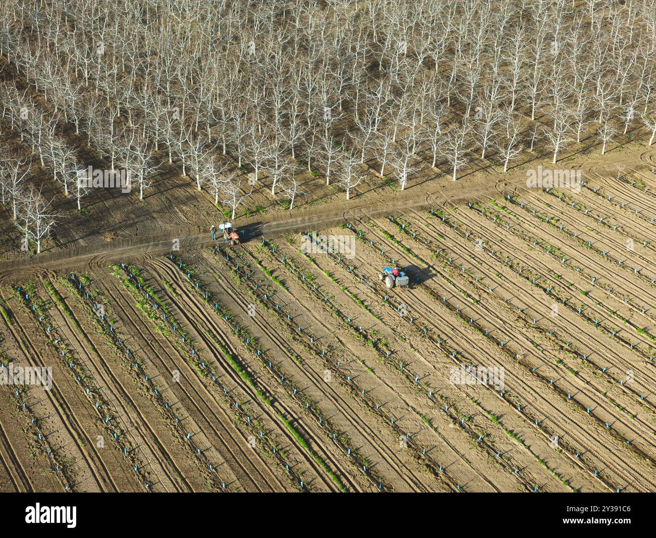 aerial view of agricultural machinery curing walnut plantations Stock ...