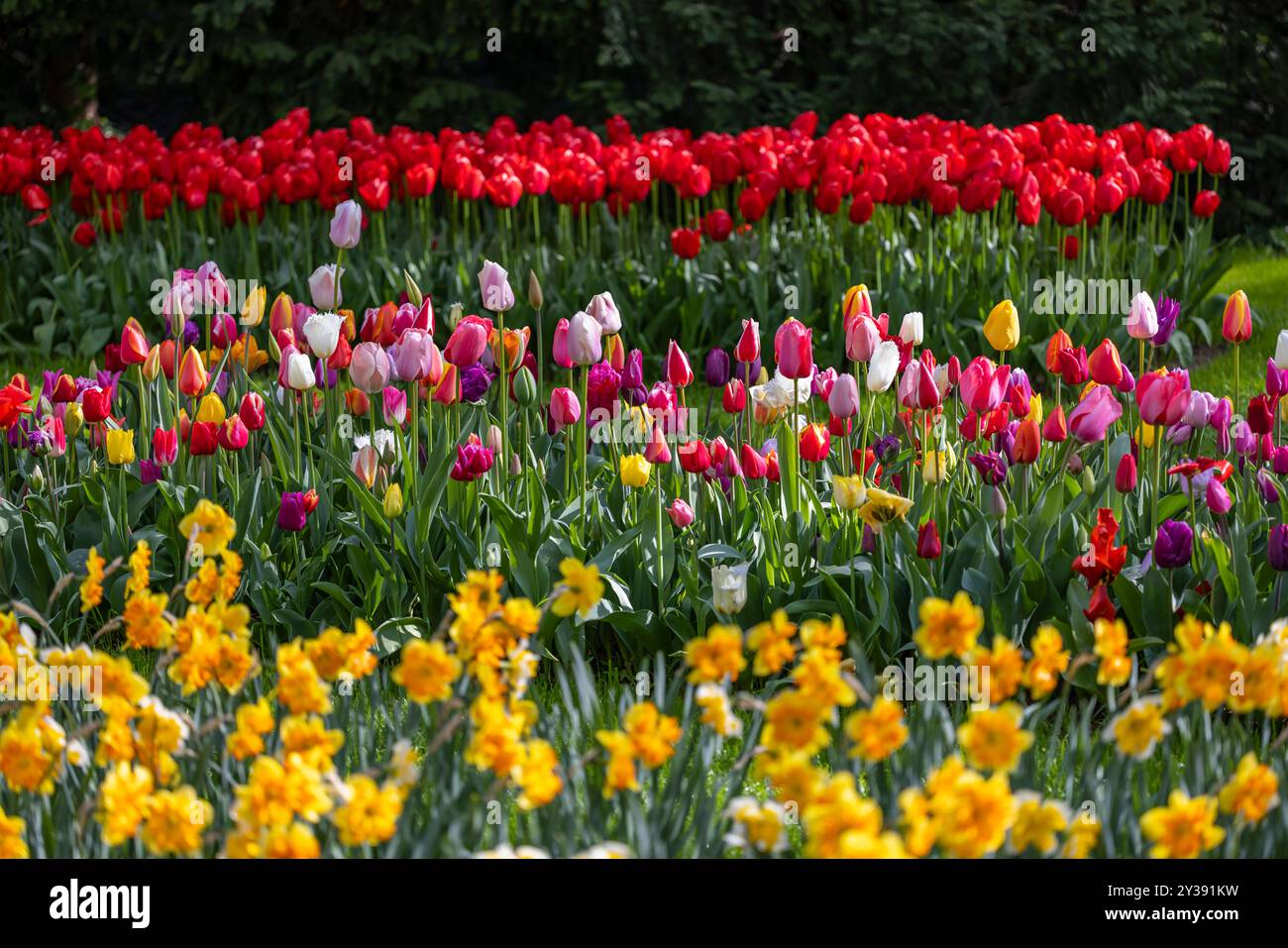 Keukenhof flower garden - largest tulip park in world, Lisse ...