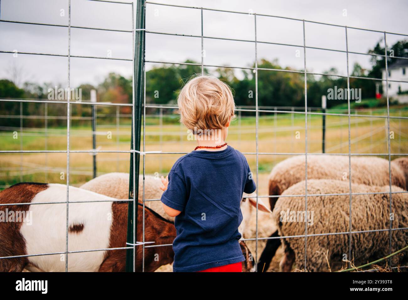 A young child observes goats and sheep through a fence on a farm Stock ...