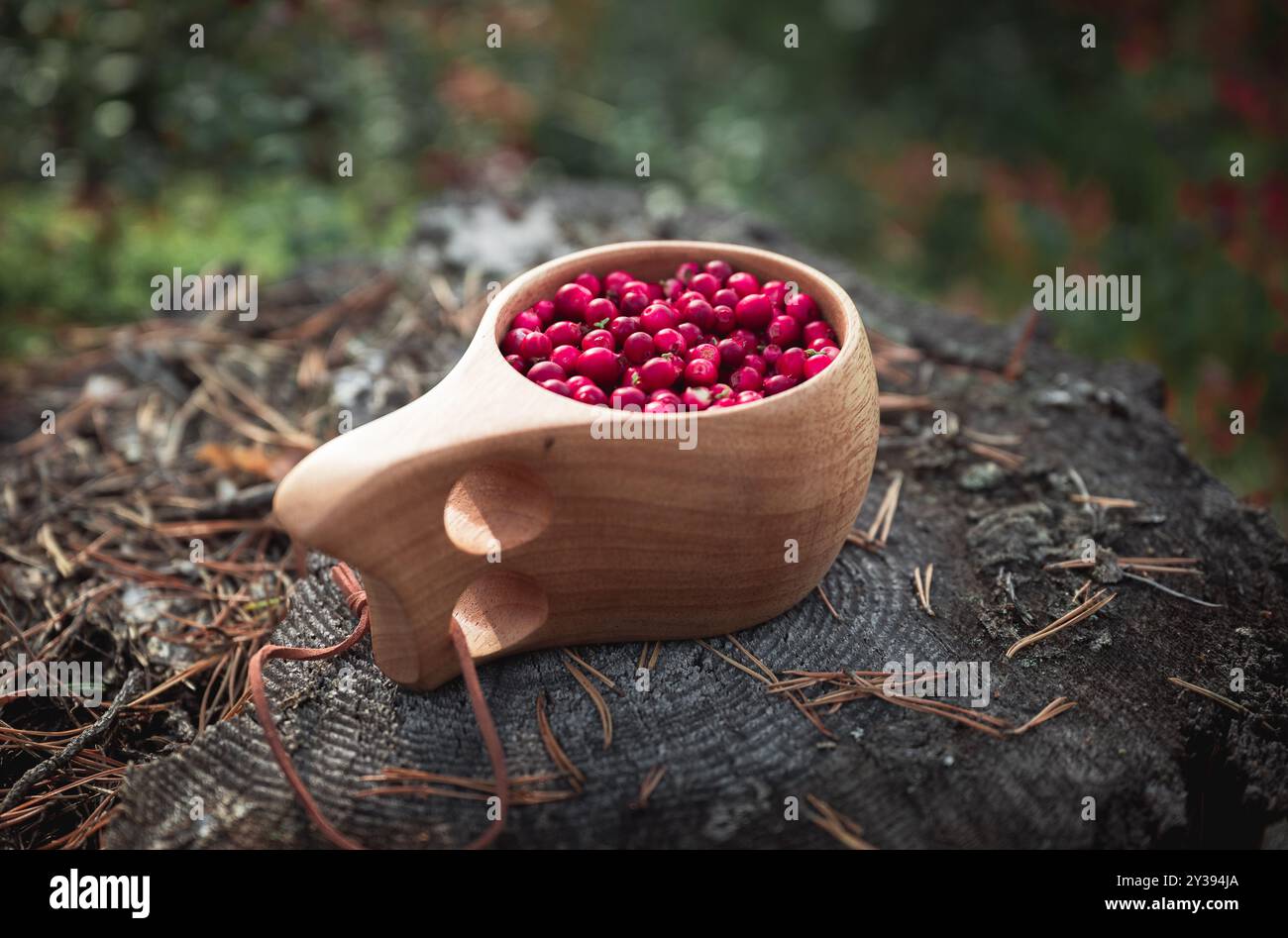 Fresh red lingonberries in a wooden mug in the forest in Finland Stock Photo