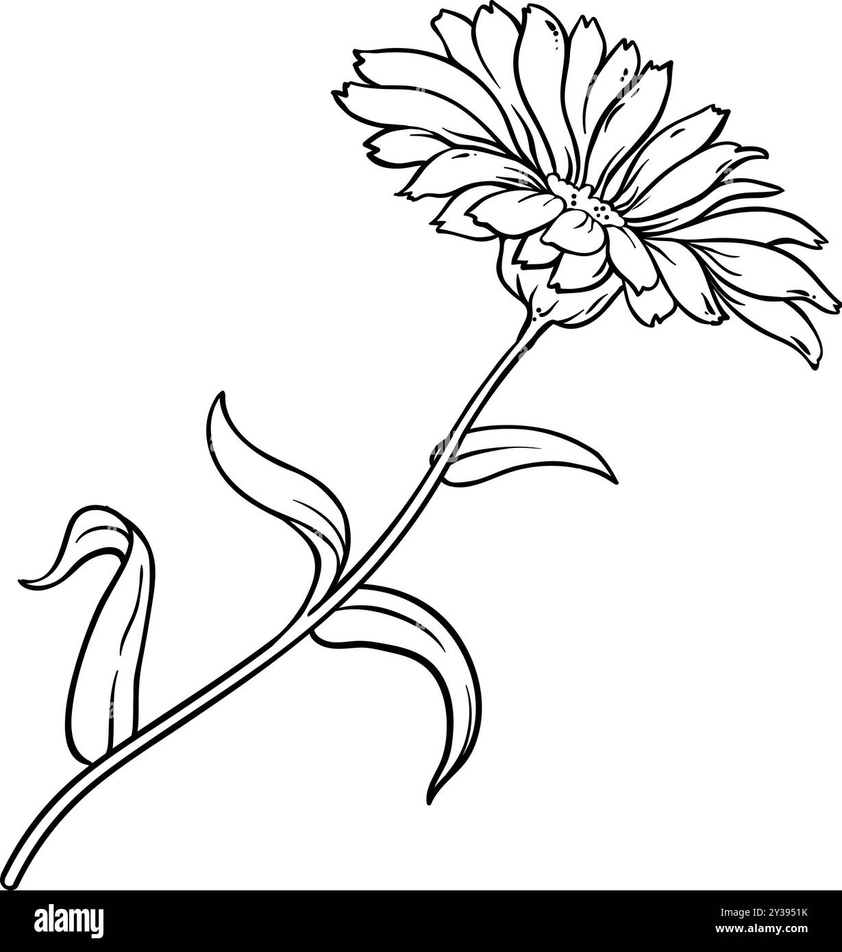 Calendula Plant with Flowers Outline Illustration Stock Vector Image ...