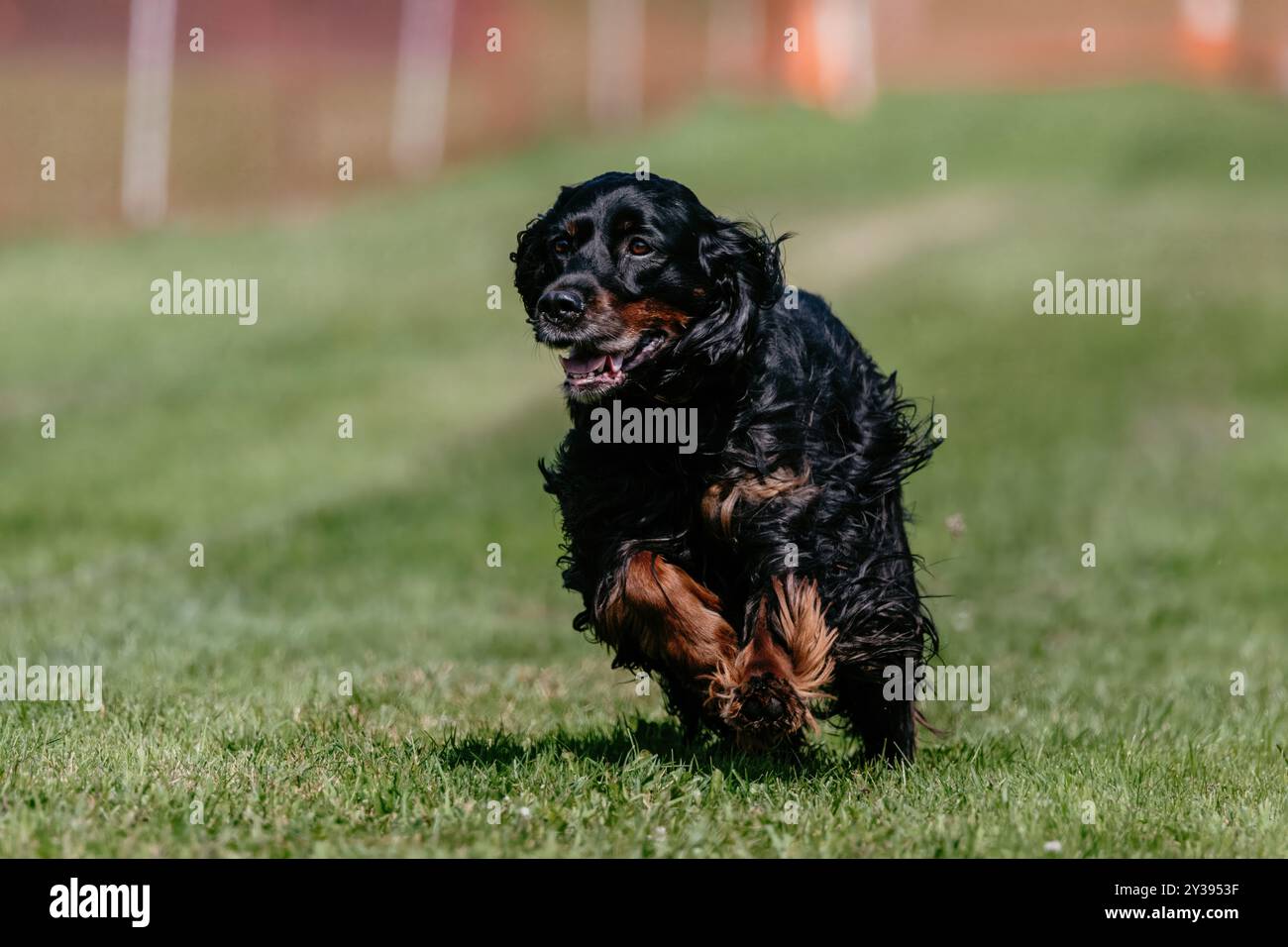 Black and Tan Gordon Setter Running Lure Course Dog Sport Stock Photo