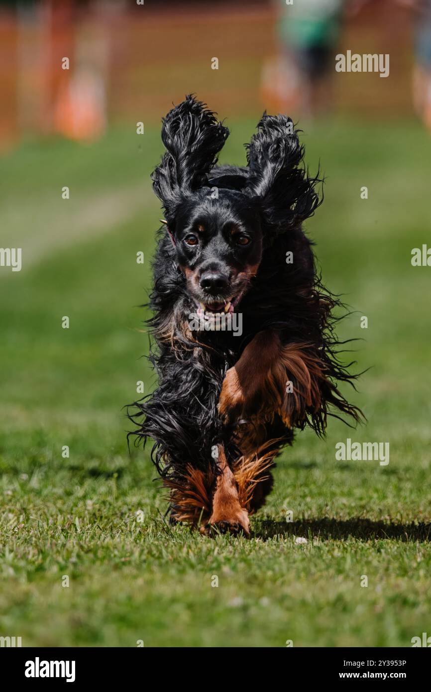 Black and Tan Gordon Setter Running Lure Course Dog Sport Stock Photo
