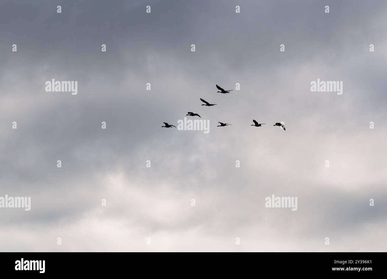 Flock of Canada geese flying in V shape formation across a cloudy sky ...