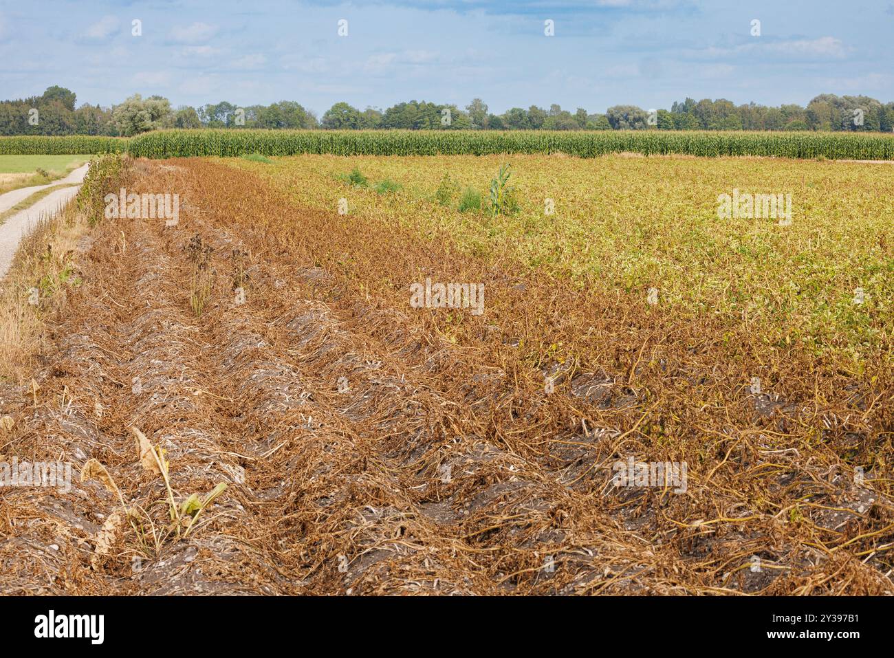 potato (Solanum tuberosum), Herbicide is applied to part of the growing area before harvesting to achieve thick-skinned tubers, Germany, Bavaria Stock Photo
