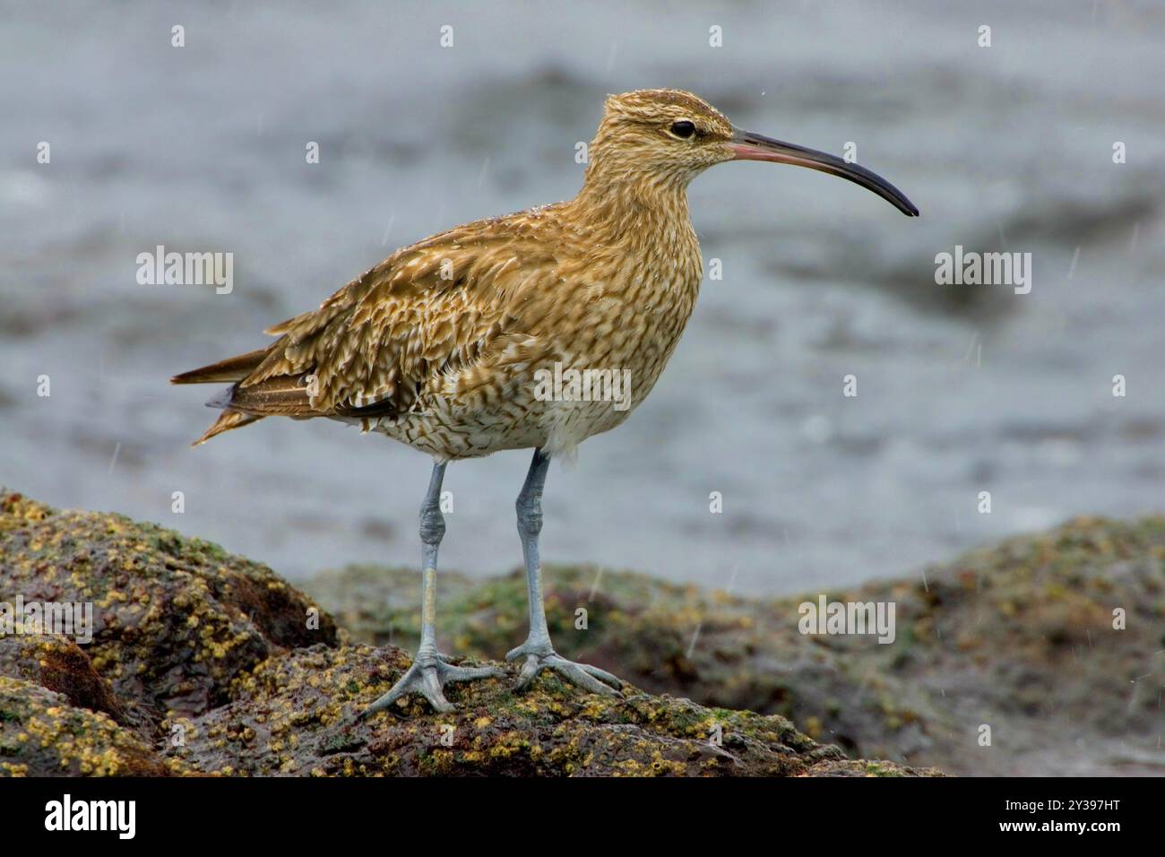 whimbrel (Numenius phaeopus), on rocky shore, Azores, Sao Miguel, Vila Franca do Campo Stock Photo