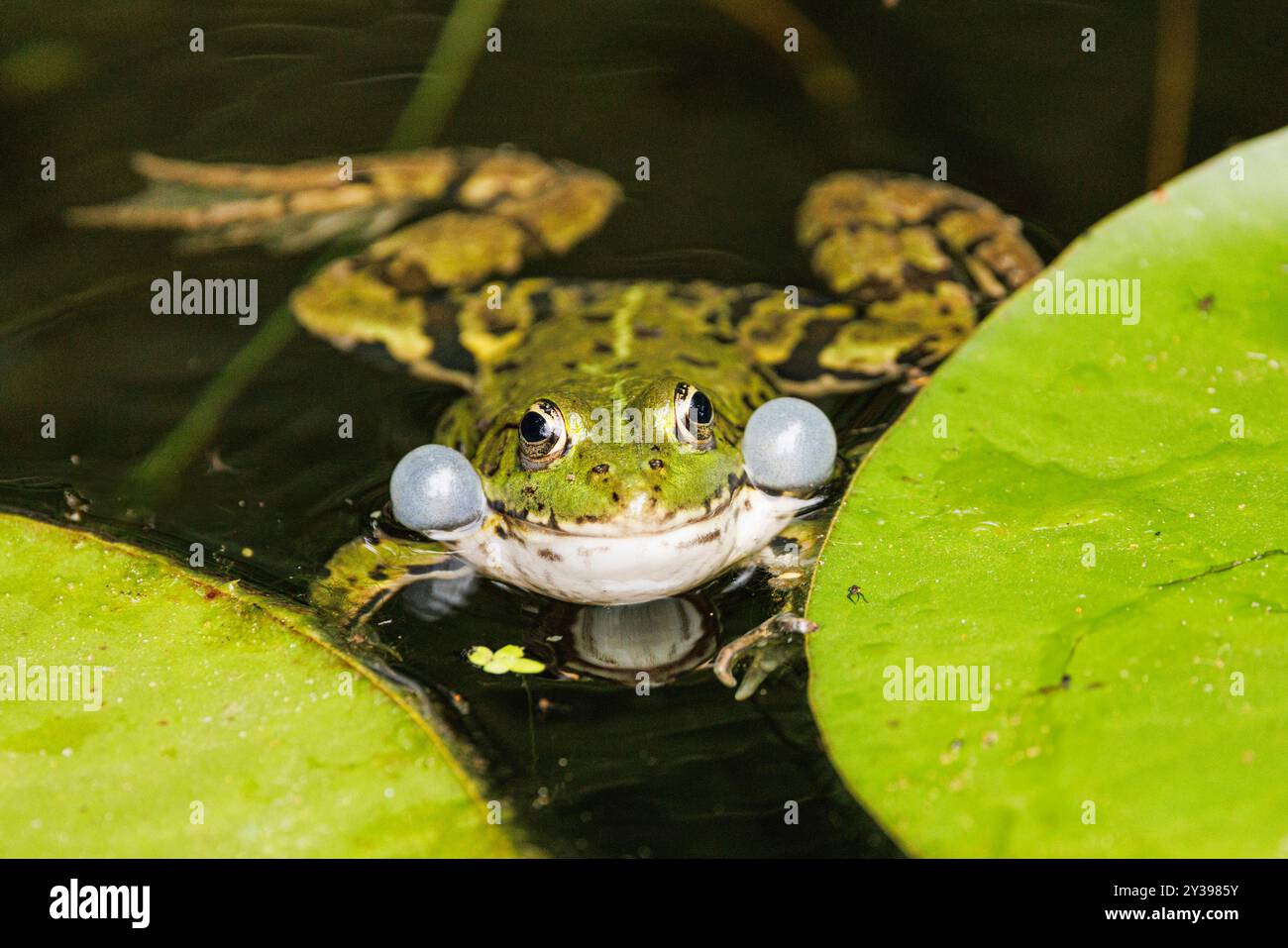 European edible frog, common edible frog (Rana kl. esculenta, Rana ...
