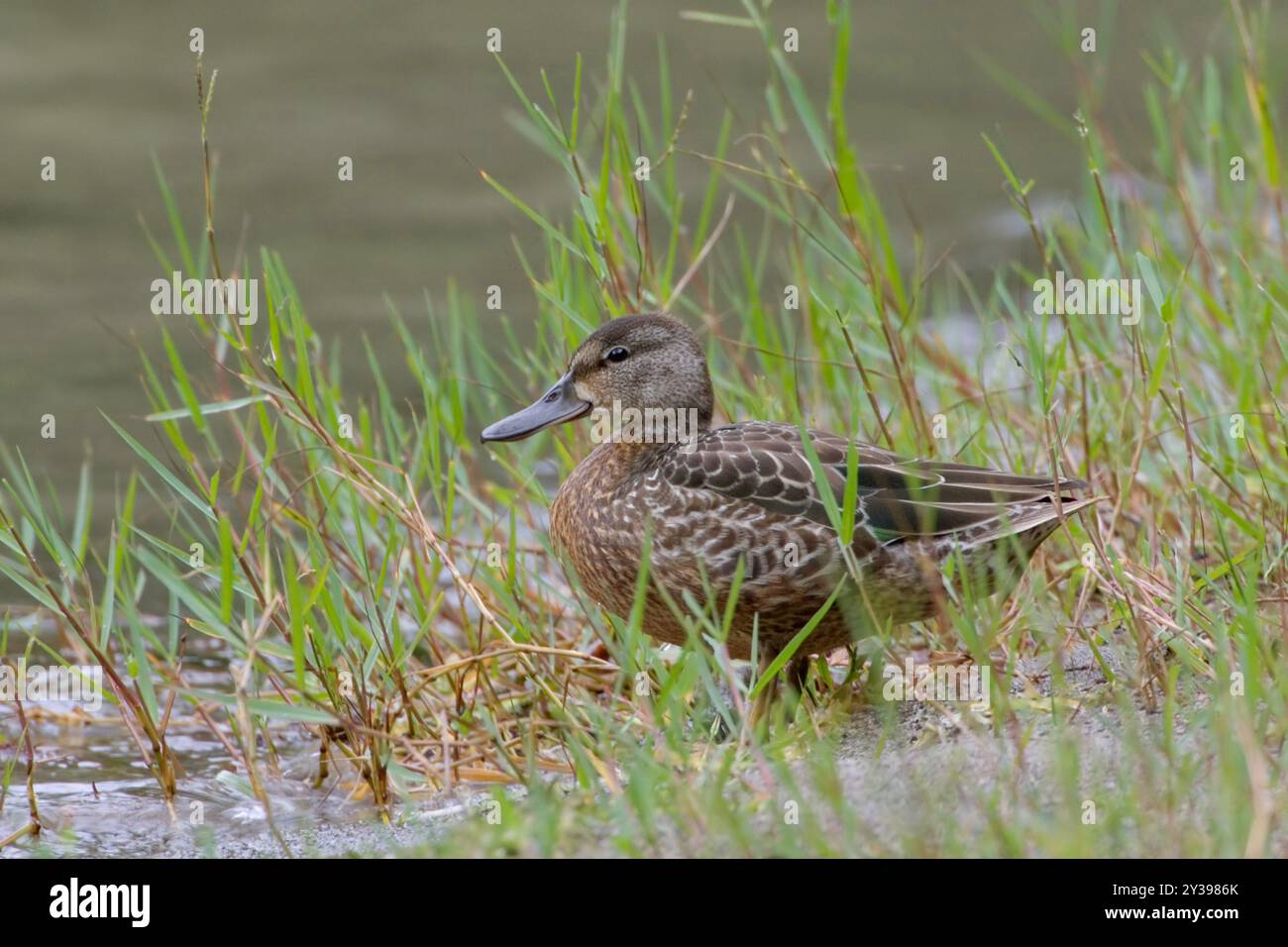 blue-winged teal (Anas discors, Spatula discors), Immature by the water side, Azores, Sao Miguel, Lagoa Verde Stock Photo