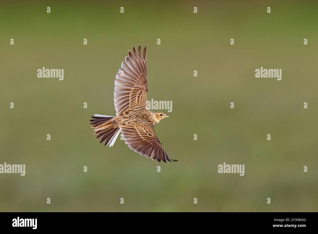 Eurasian sky lark (Alauda arvensis), in flight, top view, Germany ...
