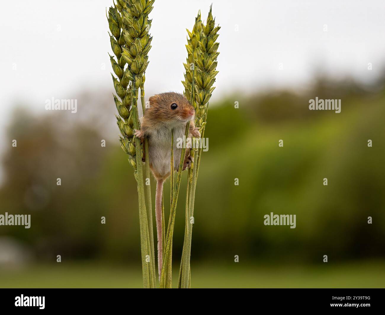 Harvest mouse on corn hi-res stock photography and images - Alamy
