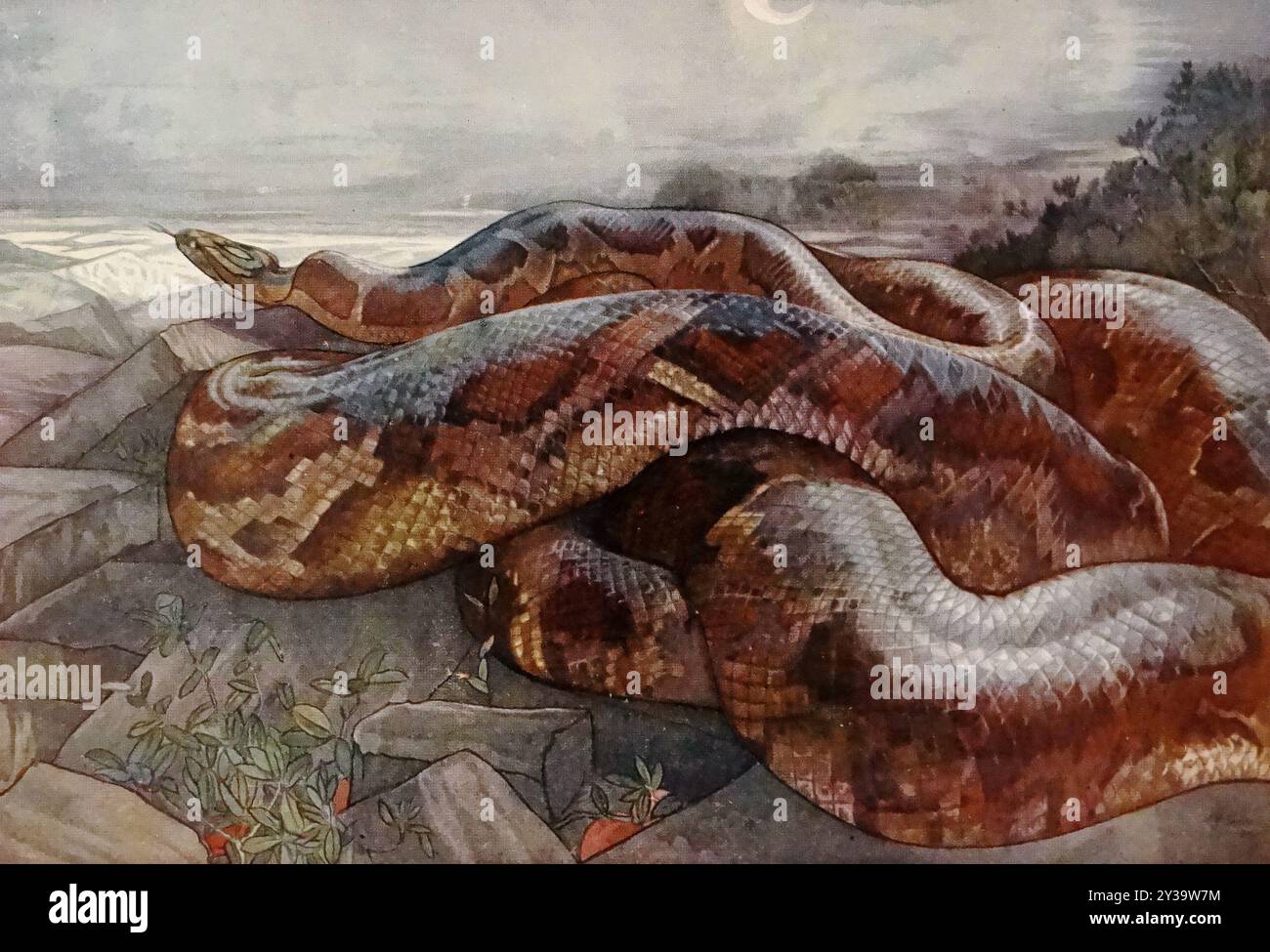 Rudyard Kilpling - Kaa the Python Art by the Detmold Brothers for the ...
