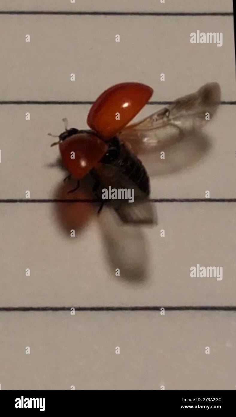 Spotless Lady Beetle (Cycloneda sanguinea) Insecta Stock Photo - Alamy