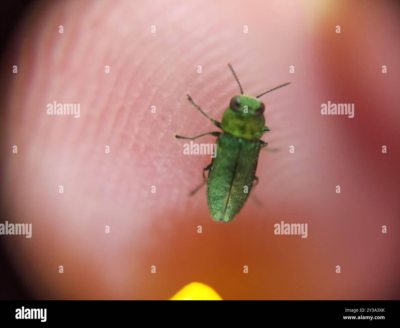 (Anthaxia nitidula) Insecta Stock Photo