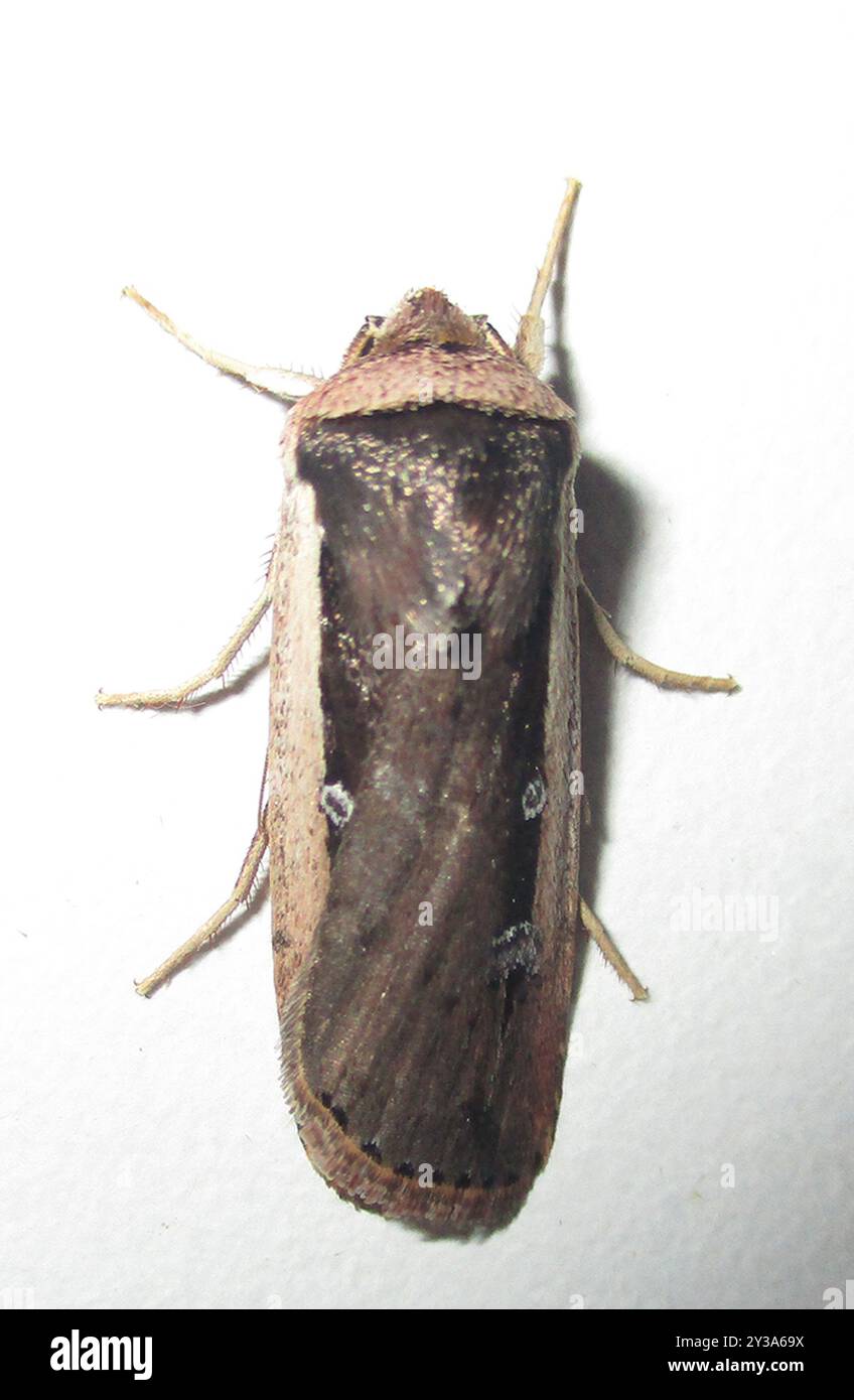 Radford's Flame Shoulder Moth (Ochropleura leucogaster) Insecta Stock ...