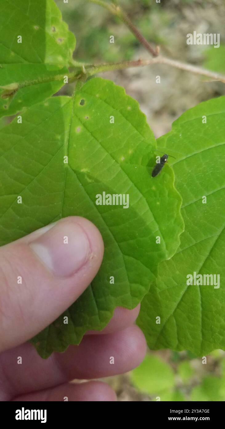 Click Beetles (Elateridae) Insecta Stock Photo - Alamy