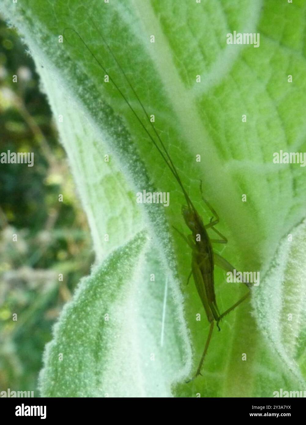 Common Tree Crickets (Oecanthus) Insecta Stock Photo - Alamy