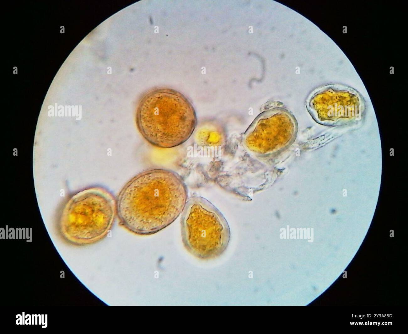 Asparagus rust (Puccinia asparagi) Fungi Stock Photo - Alamy