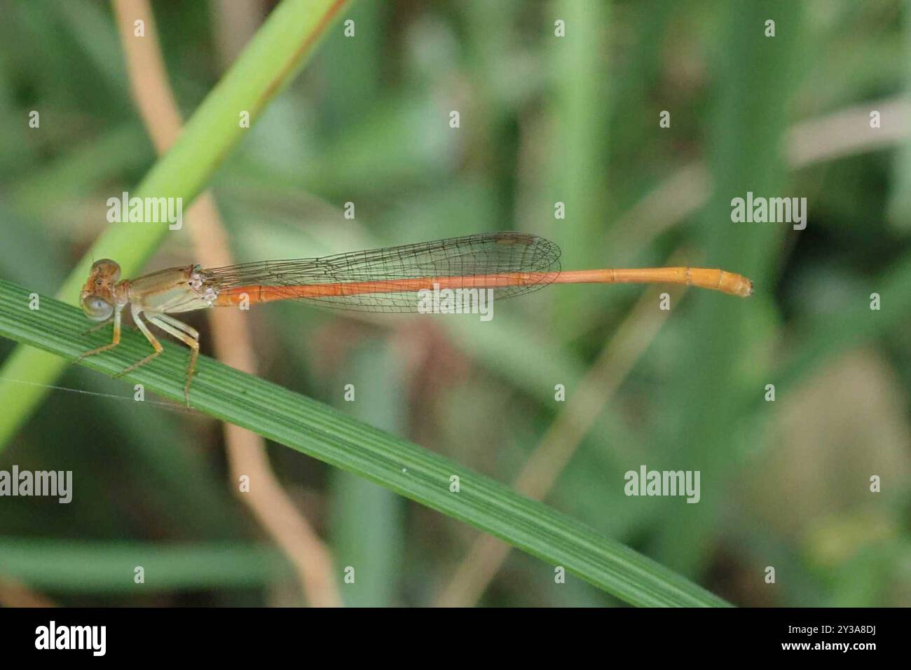 Common Citril (Ceriagrion glabrum) Insecta Stock Photo - Alamy