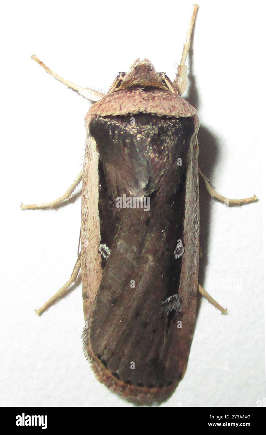 Radford's Flame Shoulder Moth (Ochropleura leucogaster) Insecta Stock ...