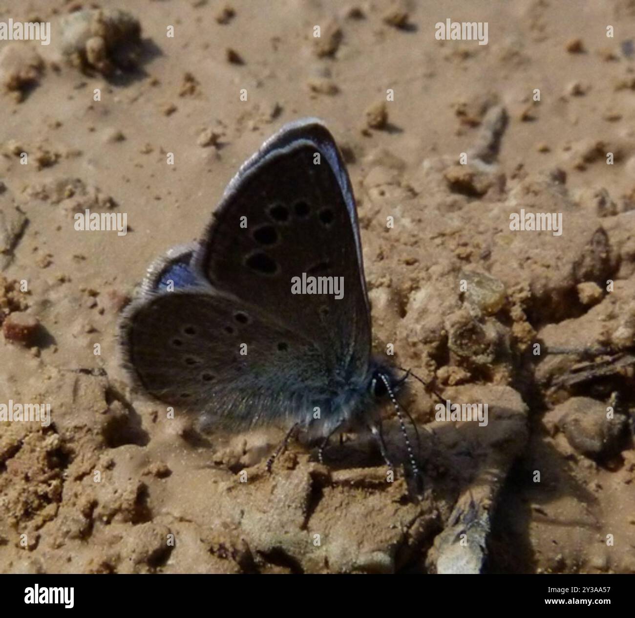 Black Rayed Blue Black-eyed Blue (Glaucopsyche melanops) Insecta Stock Photo - Alamy