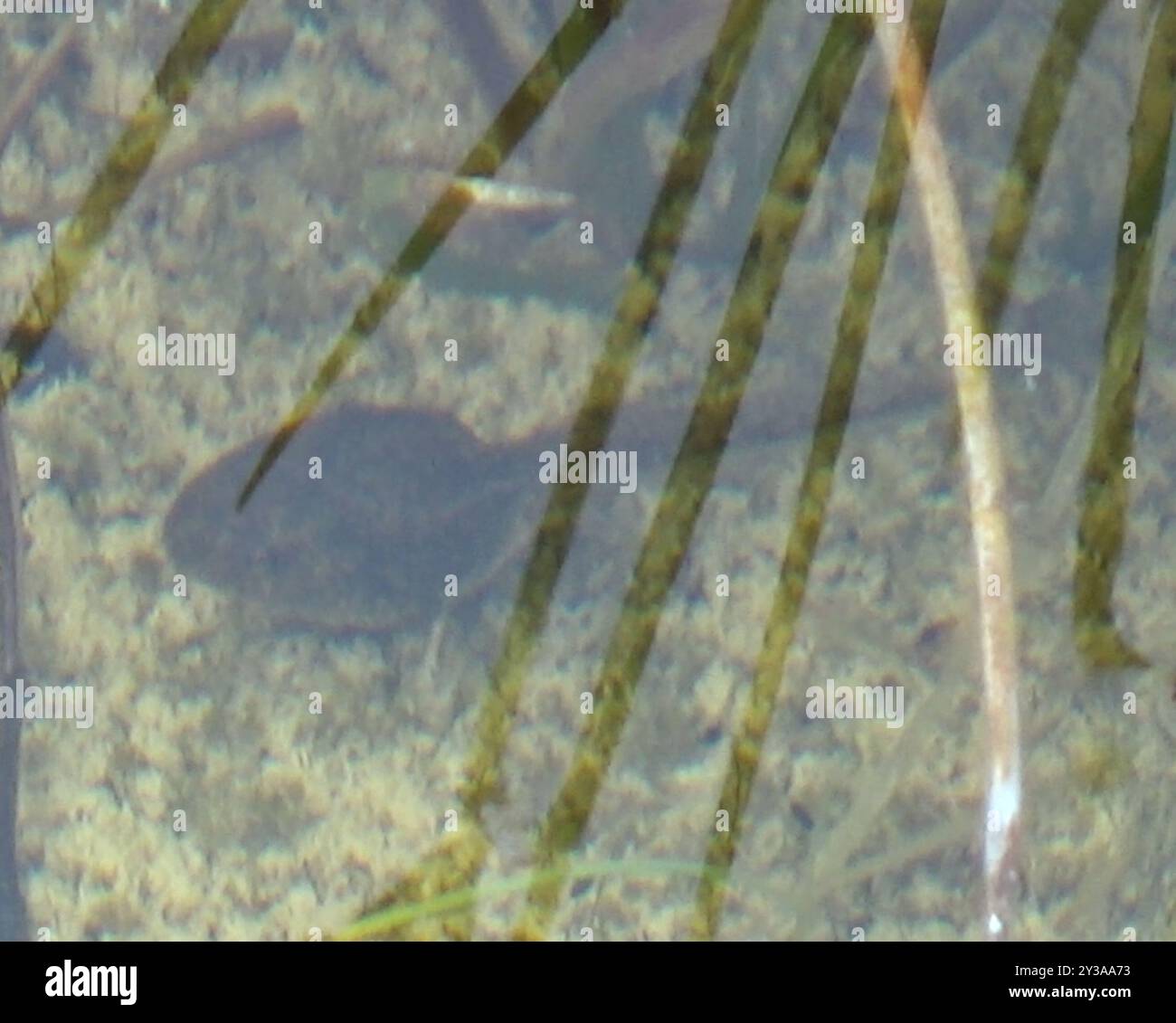 Frogs and Toads (Anura) Amphibia Stock Photo - Alamy