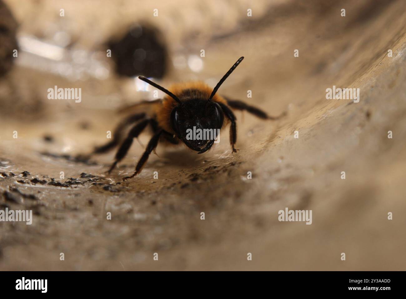 Mining Bees (Andrena) Insecta Stock Photo - Alamy