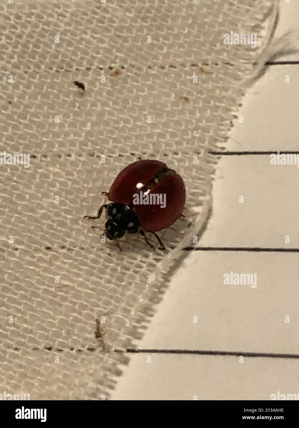 Spotless Lady Beetle (Cycloneda sanguinea) Insecta Stock Photo - Alamy