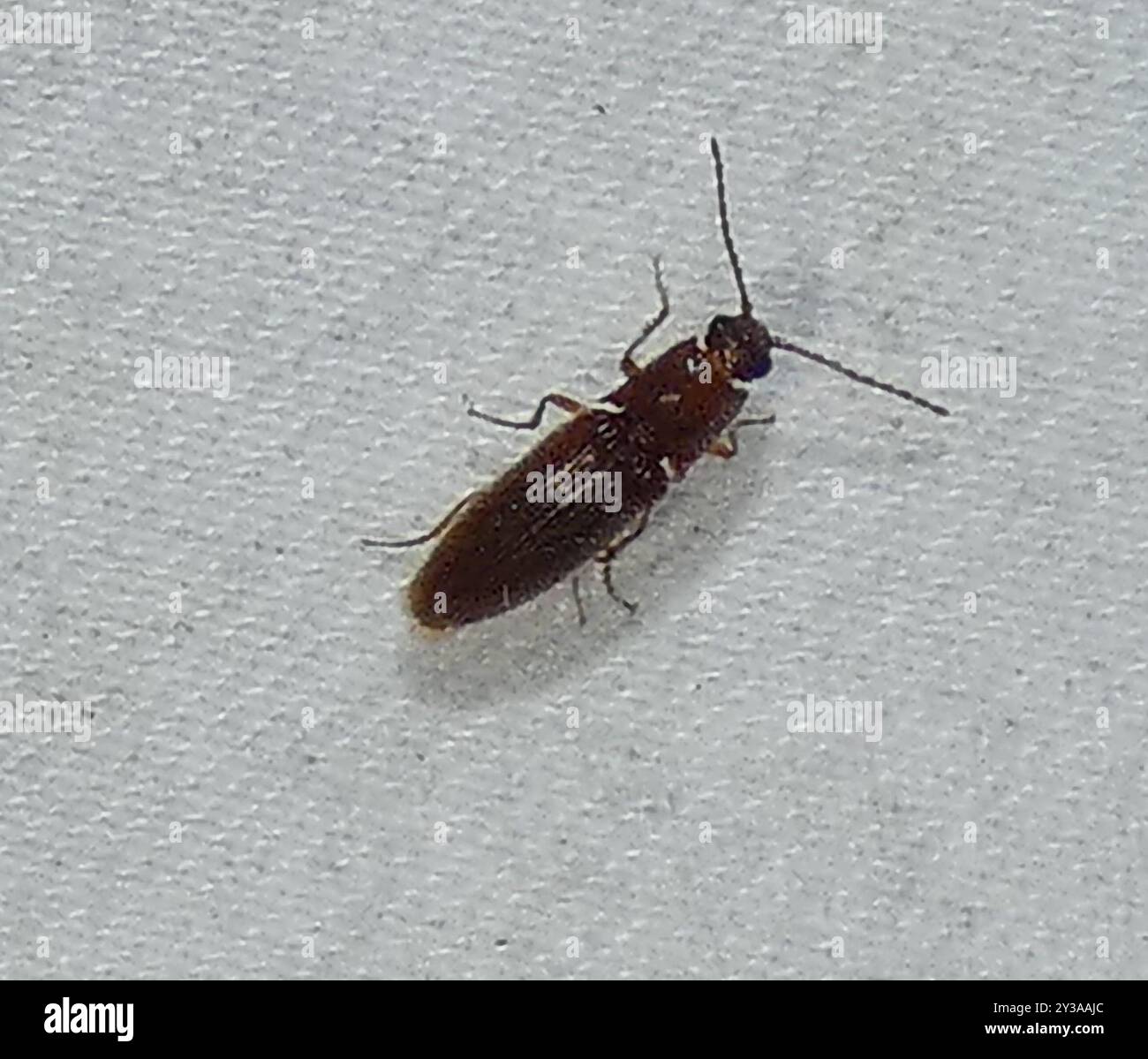 Click Beetles (Elateridae) Insecta Stock Photo - Alamy