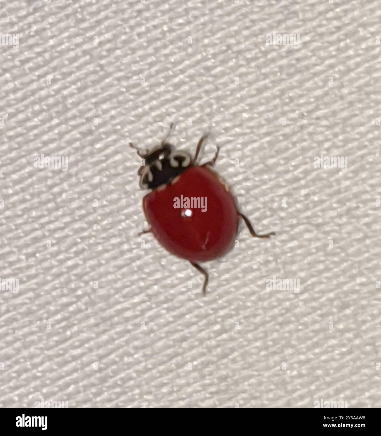 Western Polished Lady Beetle (Cycloneda polita) Insecta Stock Photo - Alamy