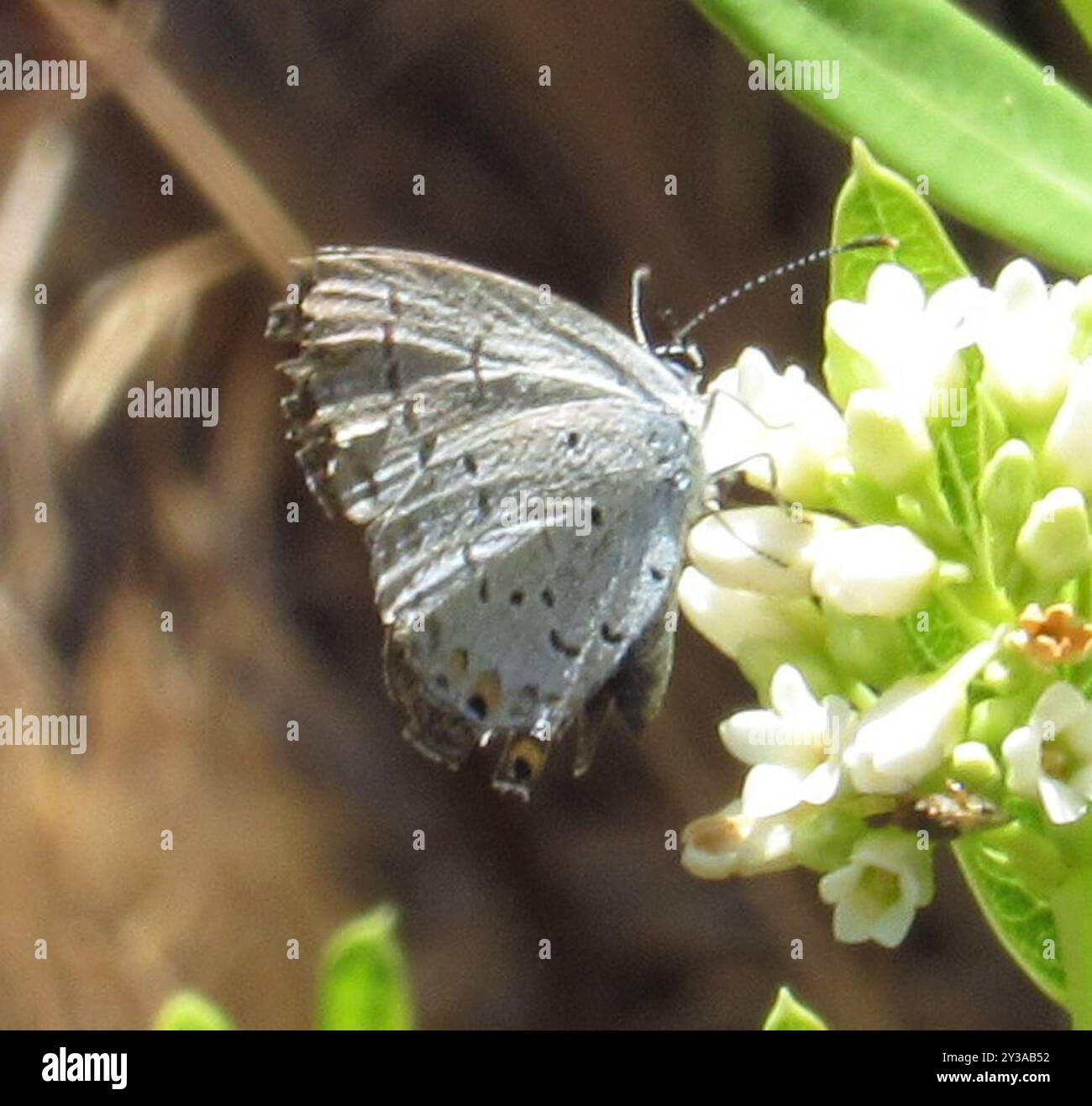 Eastern Tailed-Blue (Cupido comyntas) Insecta Stock Photo - Alamy