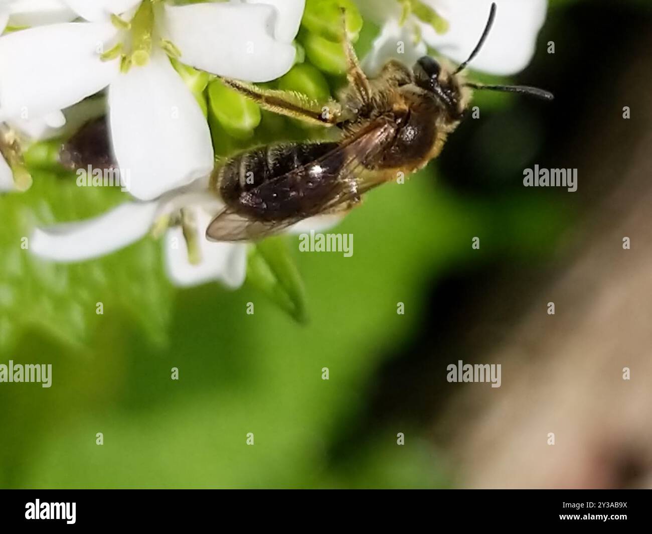 Mining Bees (Andrena) Insecta Stock Photo - Alamy