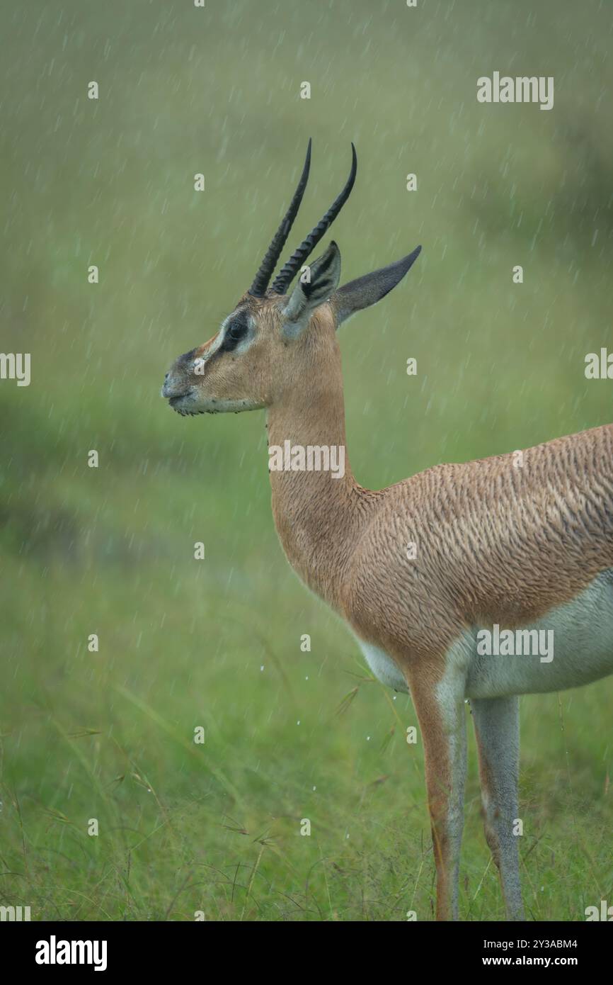 Standing gazelle in plain hi-res stock photography and images - Alamy