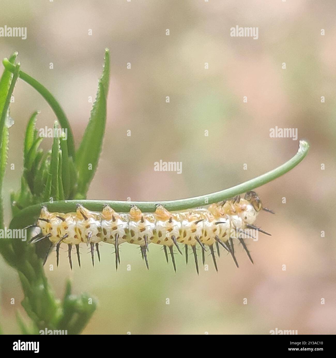 Zebra Longwing (Heliconius charithonia) Insecta Stock Photo - Alamy
