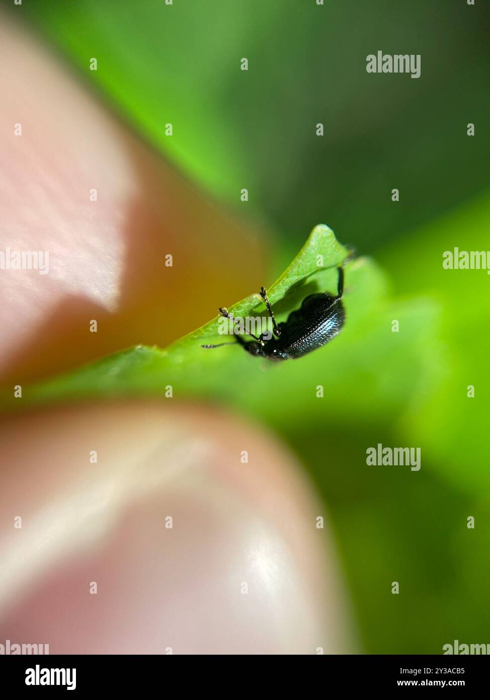 Rolling Insect Birch Leaf-rolling Weevil (Deporaus betulae) Insecta Stock Photo - Alamy