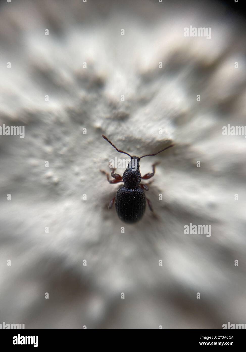 Strawberry Root Weevil (Otiorhynchus ovatus) Insecta Stock Photo - Alamy