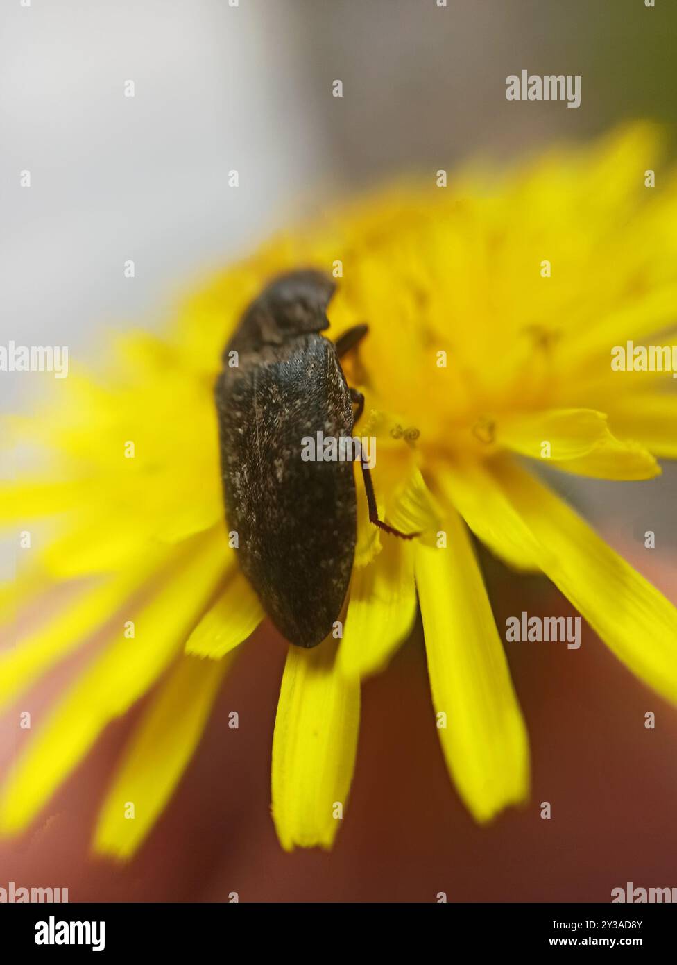 Dingy Insect Mottled dingy brown click beetle hi-res stock photography and images ...