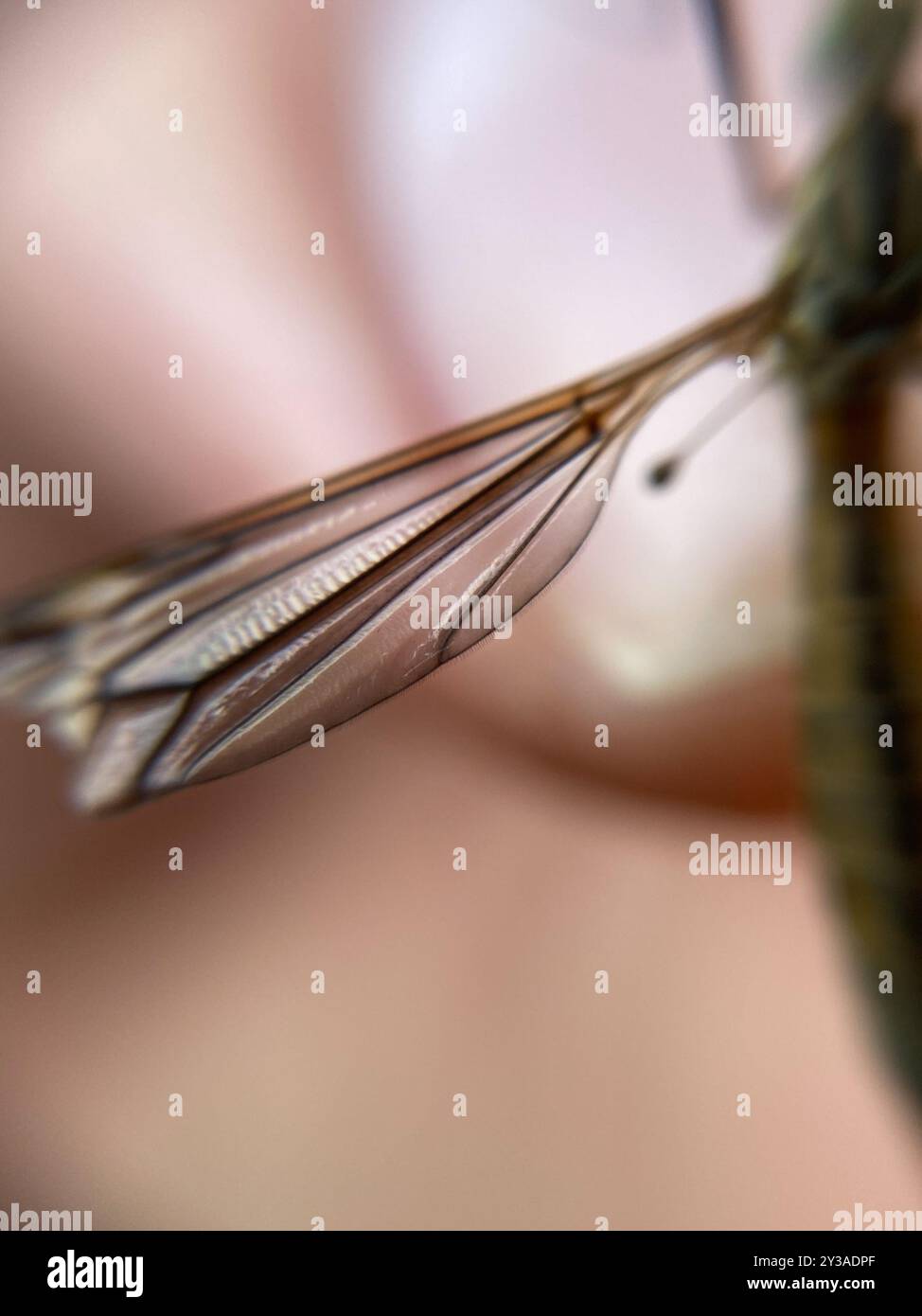European Crane Fly (Tipula paludosa) Insecta Stock Photo - Alamy