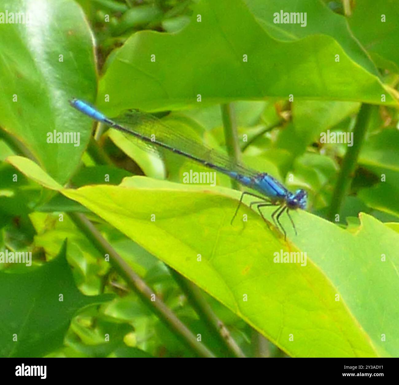 Azure Bluet (Enallagma aspersum) Insecta Stock Photo - Alamy