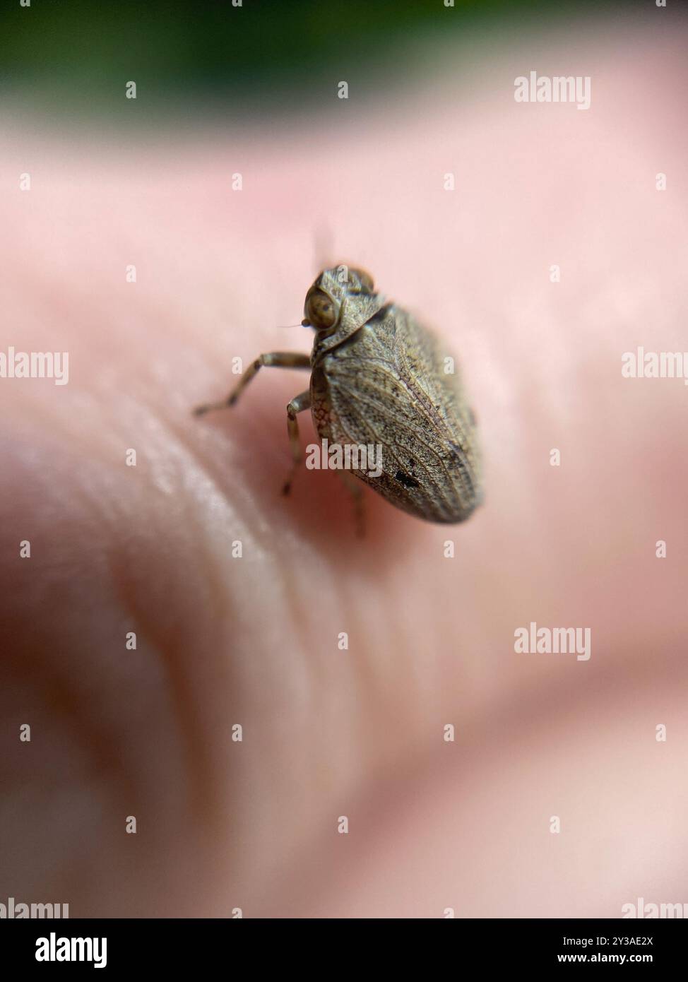 (Issus coleoptratus) Insecta Stock Photo - Alamy