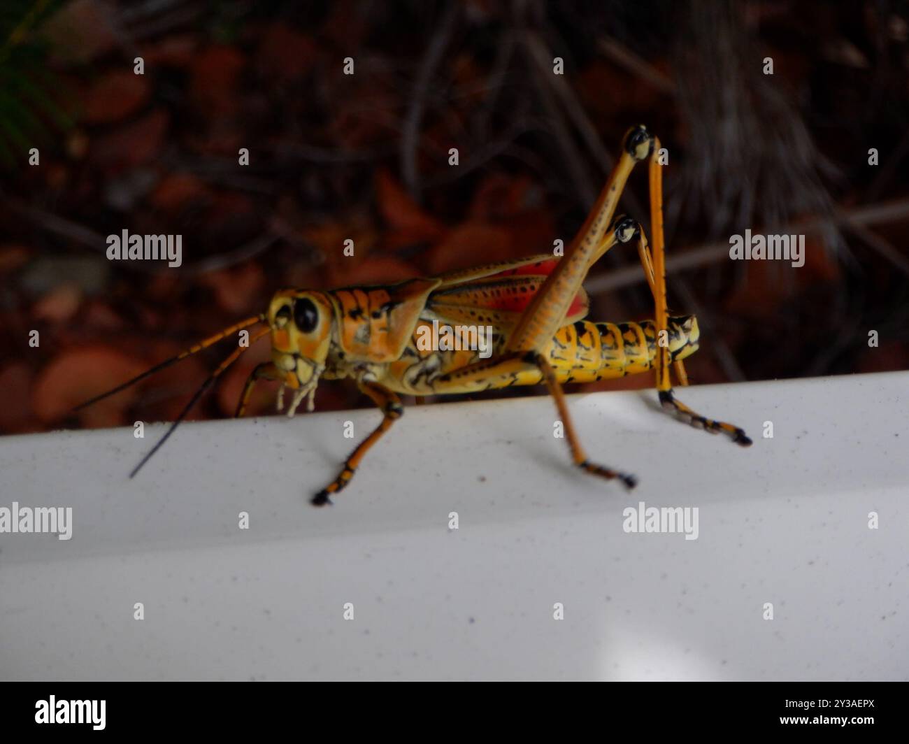 Eastern Lubber Grasshopper (Romalea microptera) Insecta Stock Photo - Alamy