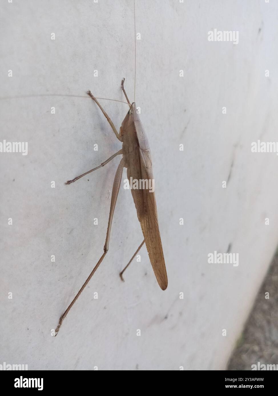 Common Coneheads (Neoconocephalus) Insecta Stock Photo - Alamy