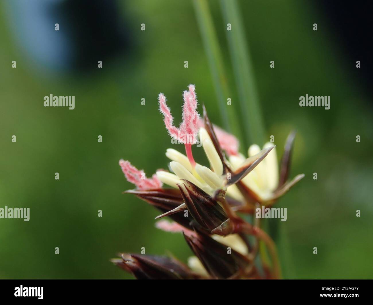 Baltic Rush (Juncus balticus) Plantae Stock Photo