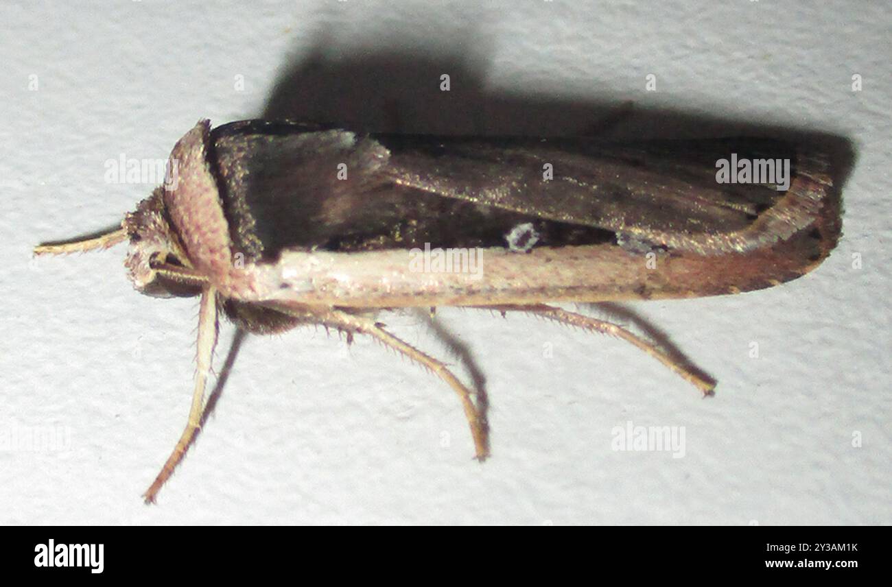 Radford's Flame Shoulder Moth (Ochropleura leucogaster) Insecta Stock ...