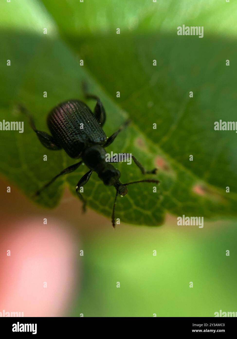 Rolling Insect Birch Leaf-rolling Weevil (Deporaus betulae) Insecta Stock Photo - Alamy